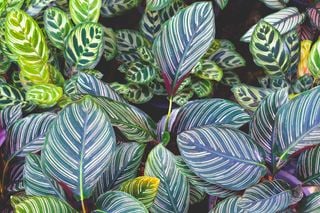 Uma planta que é uma obra de arte e que se move ao sabor do sol, ideal para dar elegância à sua casa
