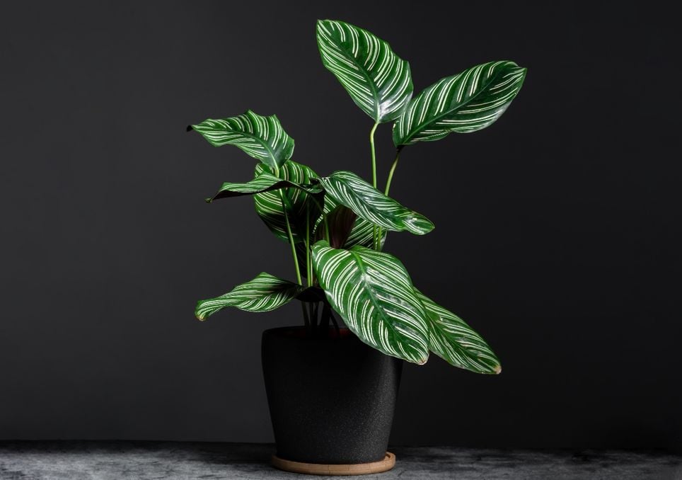 plantas