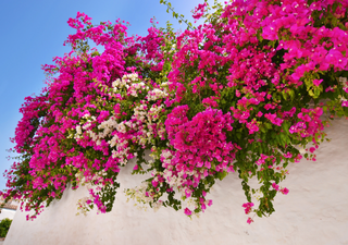 Esta planta llenará tu jardín de color: florece todo el año y casi no necesita cuidados