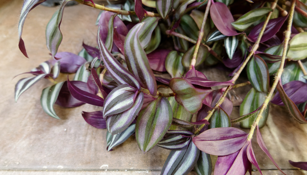 Sus hojas combinan tonos verdes, plateados y morados con una textura suave que parece terciopelo. Sus hojas combinan tonos verdes, plateados y morados con una textura suave que parece terciopelo.