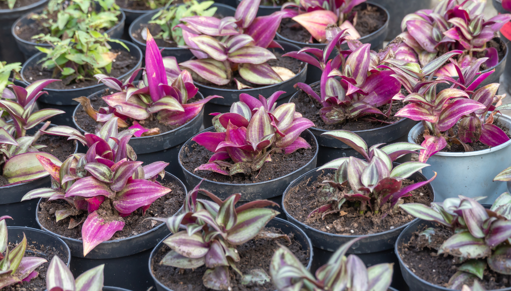 Puedes cultivar varios ejemplares en macetas pequeñas y trasplantarlos a recipientes más grandes a medida que crezcan. Puedes cultivar varios ejemplares en macetas pequeñas y trasplantarlos a recipientes más grandes a medida que crezcan.