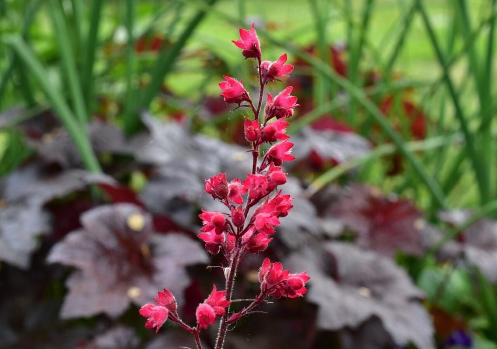 heuchera flor heuchera flor