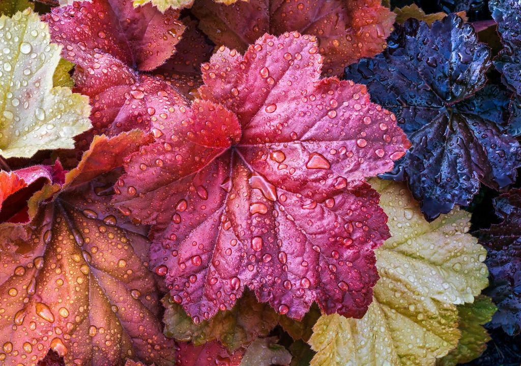 heucheras heucheras