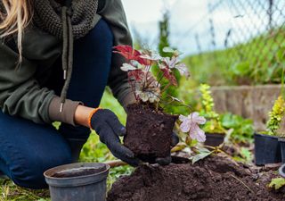 Esta planta ornamental es ideal para balcones orientados al sur: florece en sombra y soporta las heladas