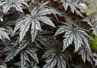 Esta planta resistente y de pocos cuidados dará un toque exótico a tu hogar