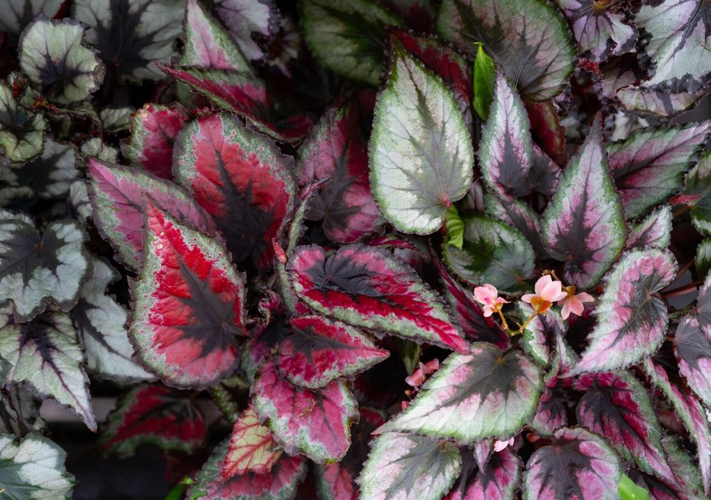 Begonias Begonias