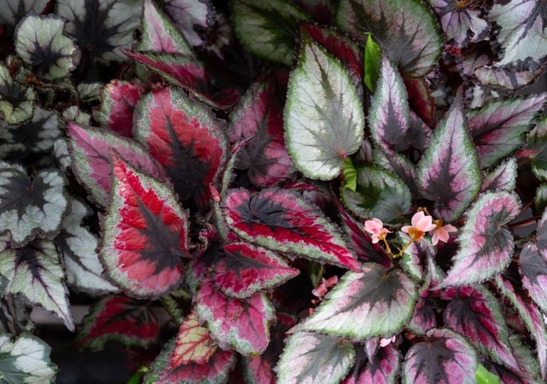 Esta planta sobrevive con poca luz y florece en invierno: perfecta para el baño o cocina