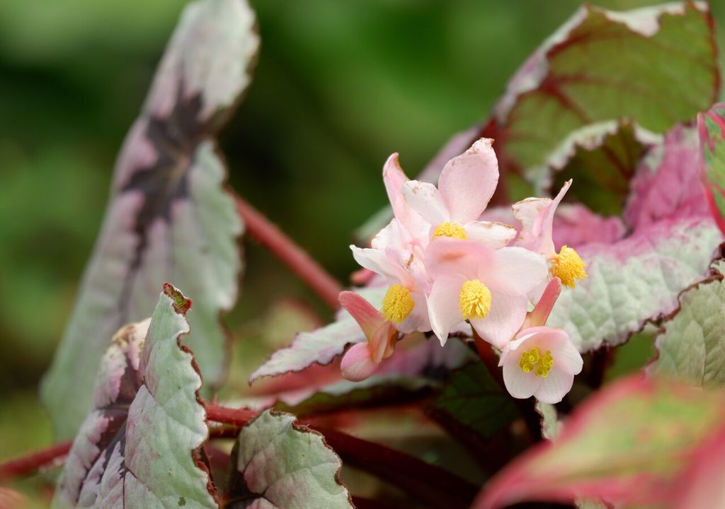 flor begonia rex flor begonia rex
