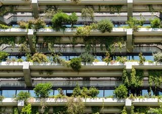 Esta primavera convierte tu balcón en un jardín vertical: la flora chilena que mejor se adapta 
