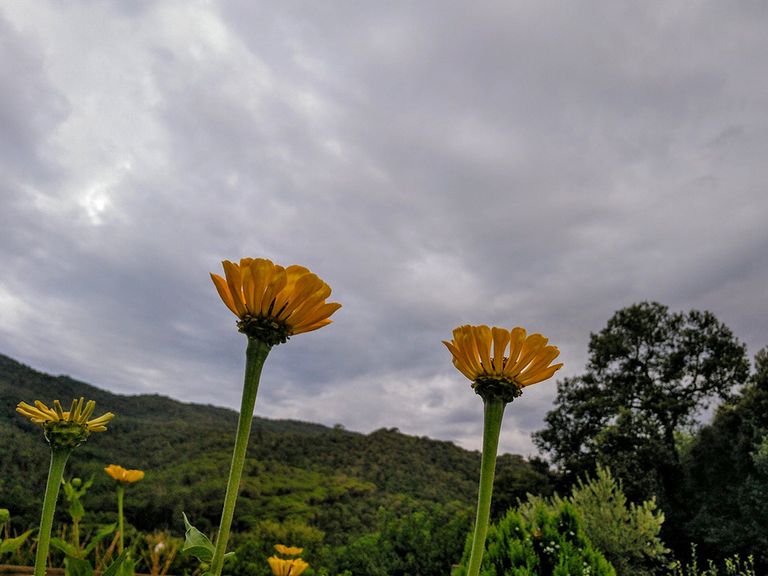 flores agosto flores agosto