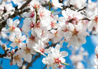Un estudio revela qué estaciones climatológicas se están calentando más rápidamente: el invierno se hace más primavera