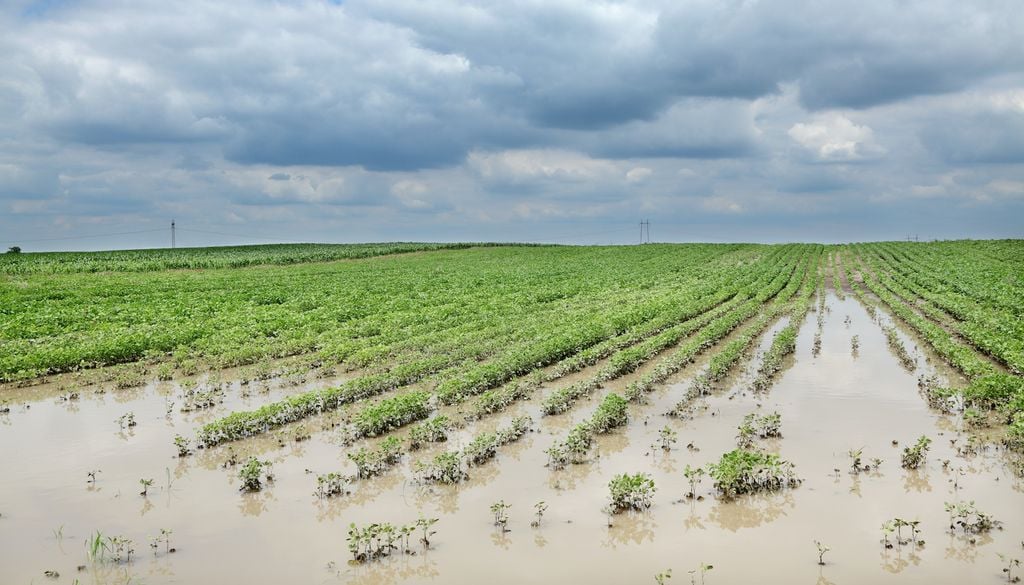 Inundaciones de 2025 en México, devastaron más de 300,000 hectáreas de cultivos, provocando pérdidas millonarias de maíz y frijol, desatando una crisis de desabasto en el sector agrícola. Fuente: SADER/SIAP.