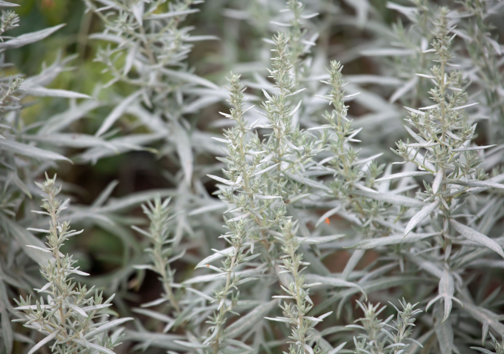 Tiene una alta tolerancia al sol intenso, puede recibir más de 6 horas de sol al día sin problema, e incluso crece mejor bajo esas condiciones.
