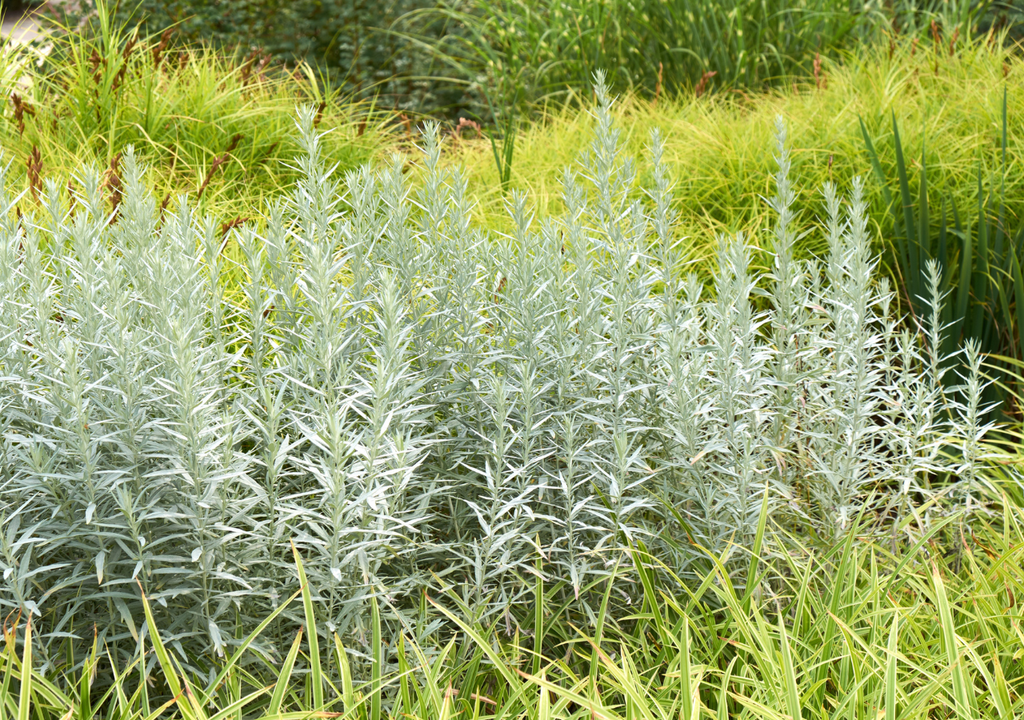 El tono plateado se intensifica cuando la planta está en plena exposición solar. En sombra, las hojas se ven más verdes y menos densas.
