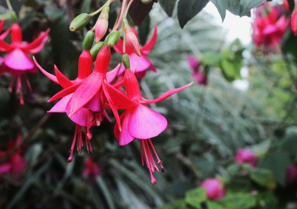 Flores colgantes de fucsia o chilco (Fuchsia magellanica), un arbusto ornamental muy apreciado en jardines del sur de Chile por su intensa floración rosada y roja que atrae picaflores durante primavera y verano.