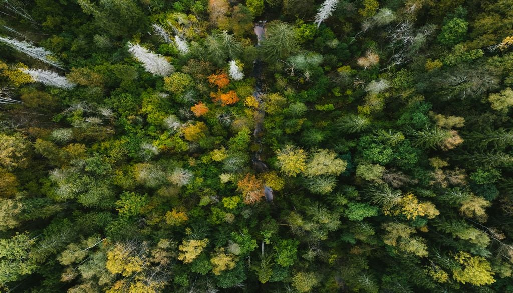 Milhares de hectares de floresta vão nascer mesmo ao lado destas cidades. Foto ilustrativa: Unsplash