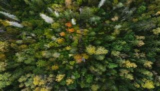 Estas cidades v&atilde;o ganhar florestas enormes mesmo &agrave; porta de casa