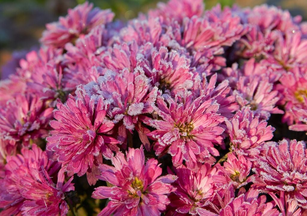 flores de invierno Chile flores de invierno Chile