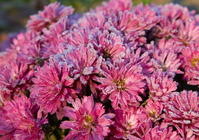 Estas flores de invierno resisten las heladas y llenan de color tu jardín en junio