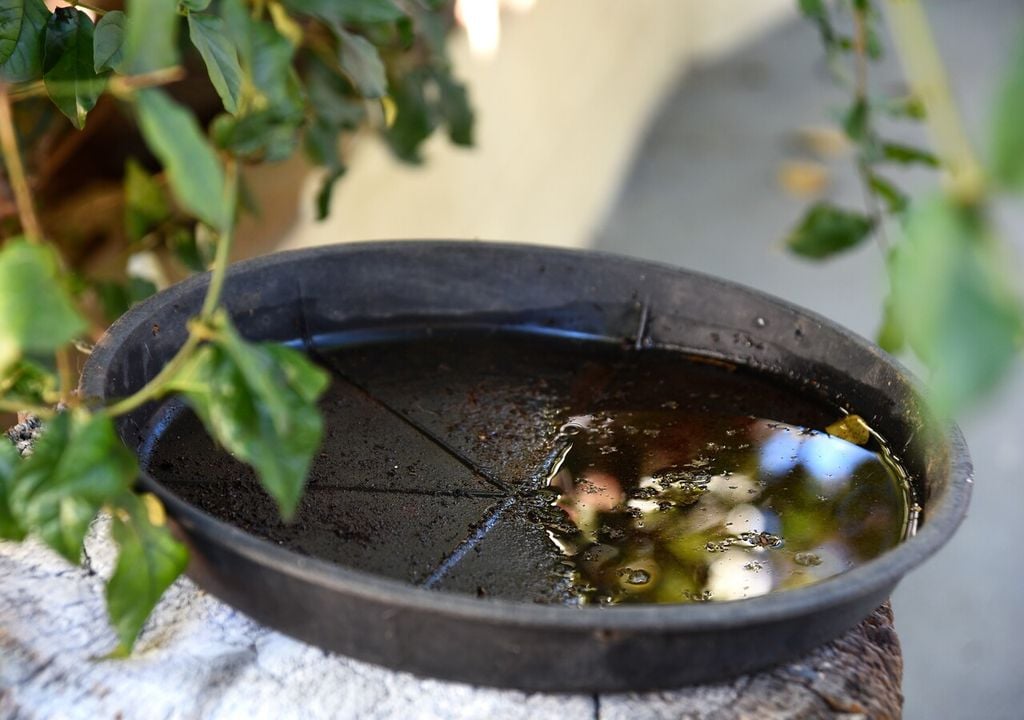 Evitar el exceso de agua en macetas y platillos es la mejor forma de impedir que los mosquitos se multipliquen.