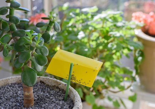 Estas plantas convierten tu hogar en un para&iacute;so de mosquitos: mira cu&aacute;les son y c&oacute;mo manejarlas