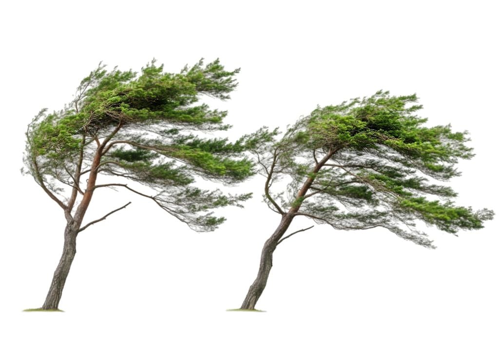 plantas El viento puede dañar hojas y tallos, incluso en plantas sanas y bien regadas.