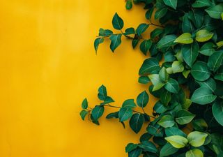 Estas plantas trepadoras pueden da&ntilde;ar tus paredes: cu&aacute;les s&iacute; conviene plantar para crear un muro verde