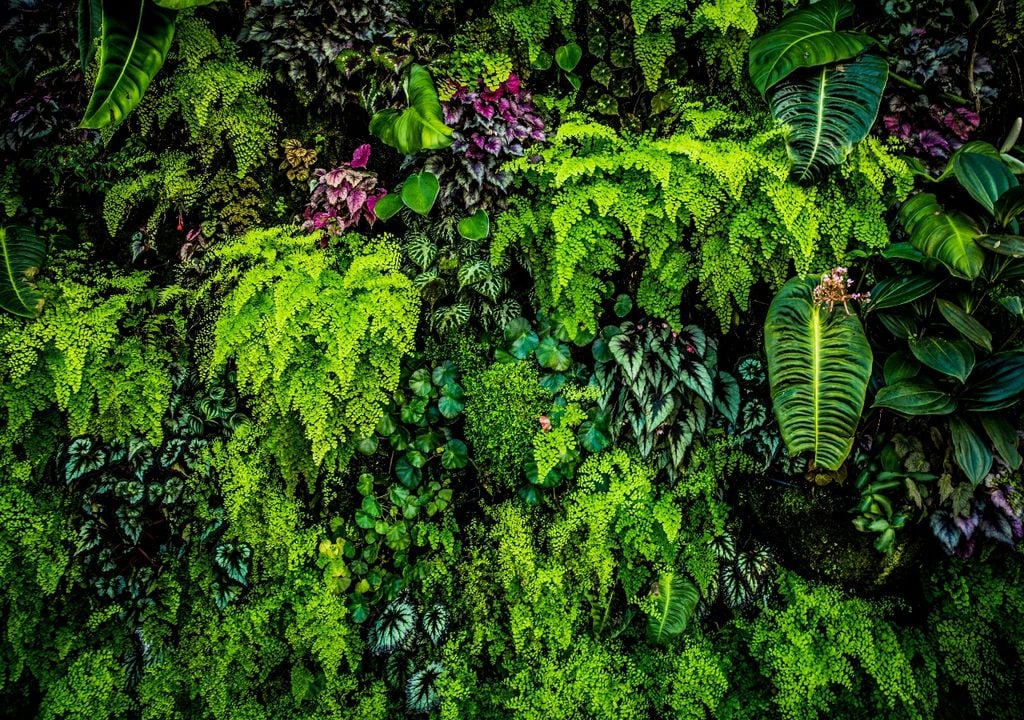 Guiadas y podadas a tiempo, muchas trepadoras conviven sin problemas con fachadas y medianeras.