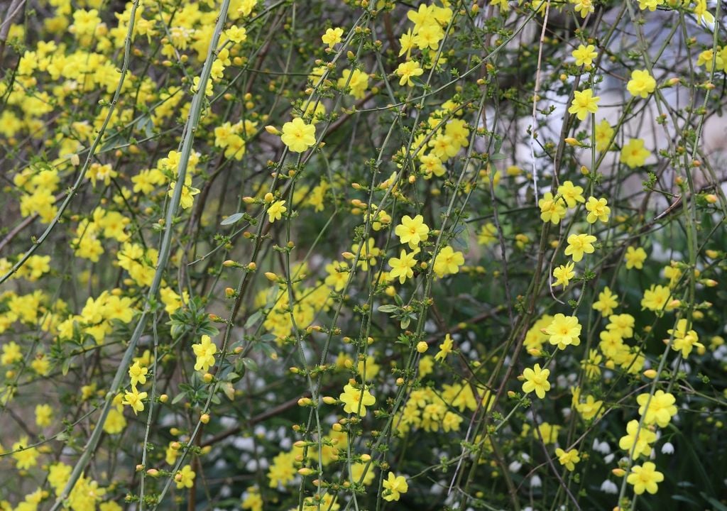 El jazmín trepa apoyándose o enroscándose, sin dañar muros, y aporta floración y perfume.