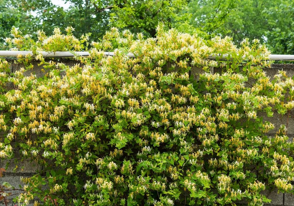 La madreselva es una trepadora ornamental y fragante que se apoya sobre rejas o pérgolas sin adherirse a las paredes, ideal para sumar verde y flores sin riesgos estructurales.