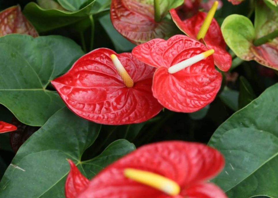 anthurium