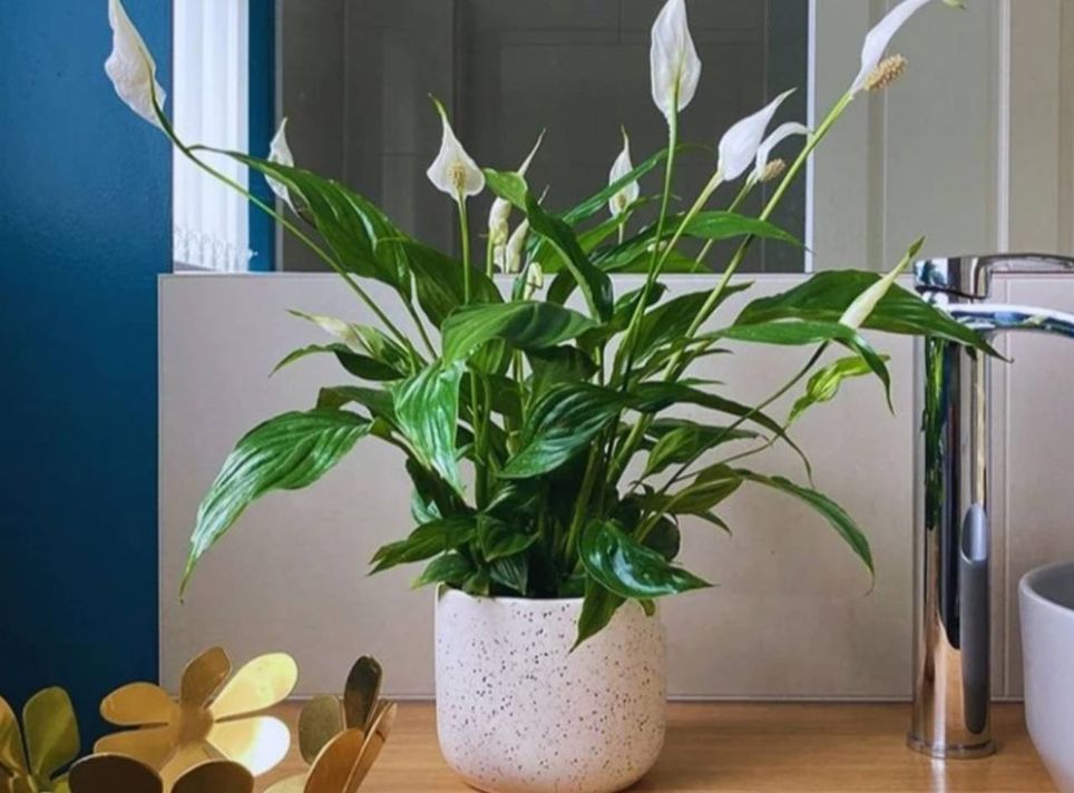 peace lily