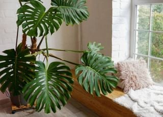 Estas son las 5 plantas ideales para tener en tu departamento