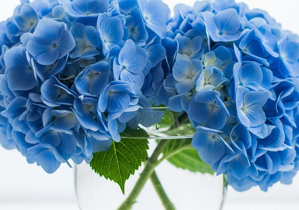 hortensia hortensia