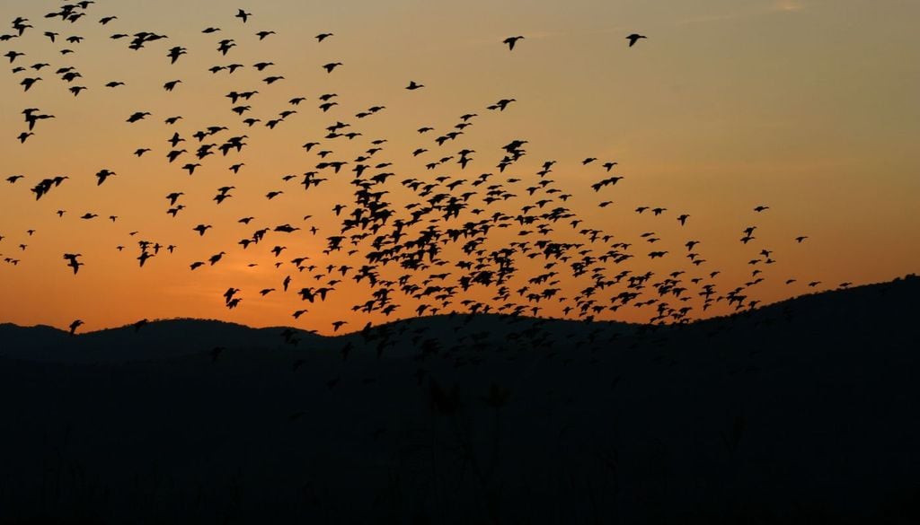 Aves migratorias Otra especie que incrementa su presencia durante el otoño es el petirrojo europeo