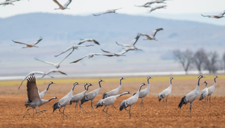 Recorren miles de kil&oacute;metros hasta Espa&ntilde;a: las aves que huyen del fr&iacute;o en oto&ntilde;o para refugiarse