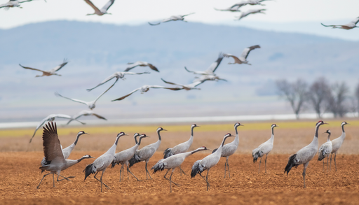 Recorren miles de kil&oacute;metros hasta Espa&ntilde;a: las aves que huyen del fr&iacute;o en oto&ntilde;o para refugiarse