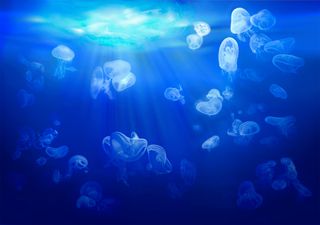 Estas son las medusas más peligrosas que puedes encontrarte en España