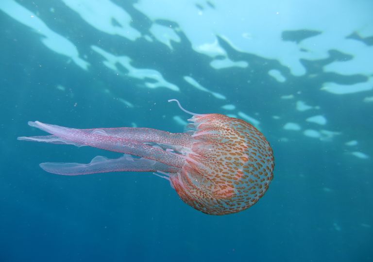 playa de medusas bioluminiscentes