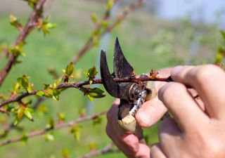 These are the plants that should prune before the end of February