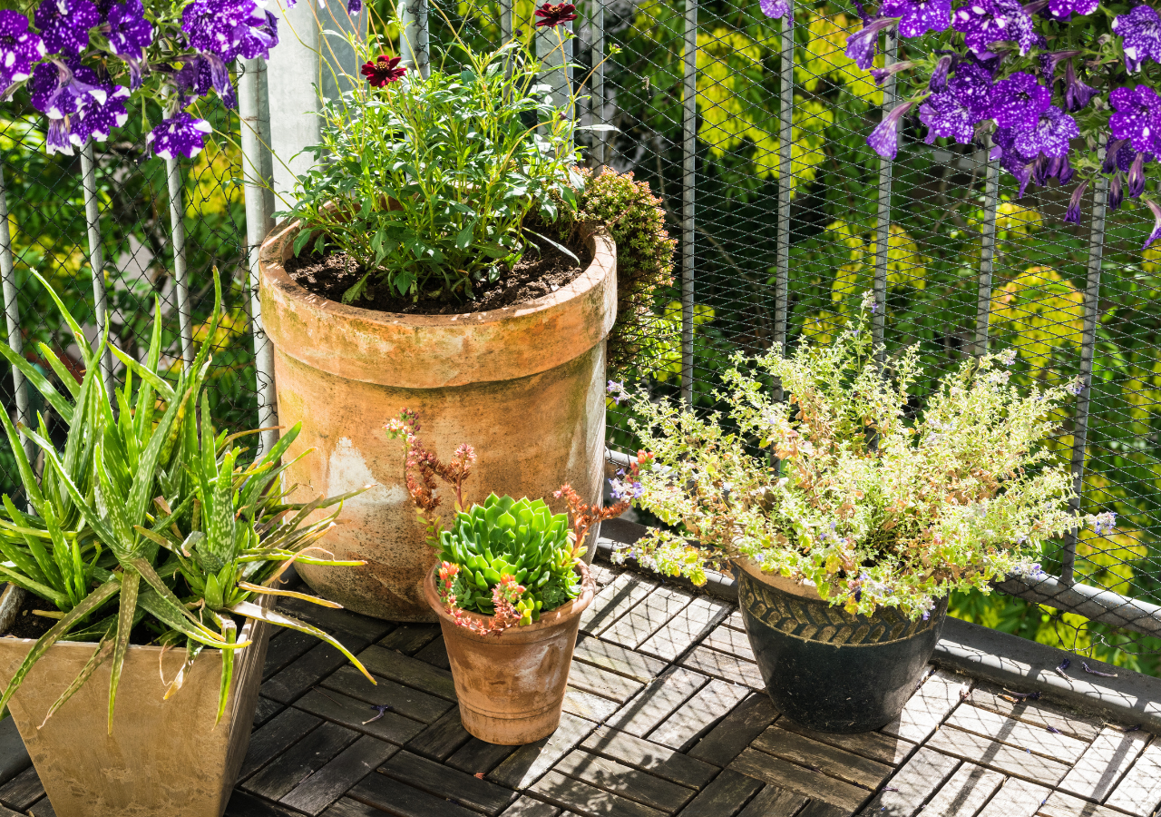 Tener plantas en macetas te permite poder moverlas fácilmente para colocarlas en mejores lugares.