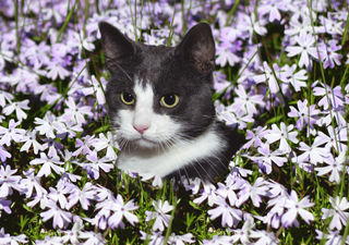 Estas son las plantas tóxicas para gatos: cuidado para no poner en riesgo a tu mascota