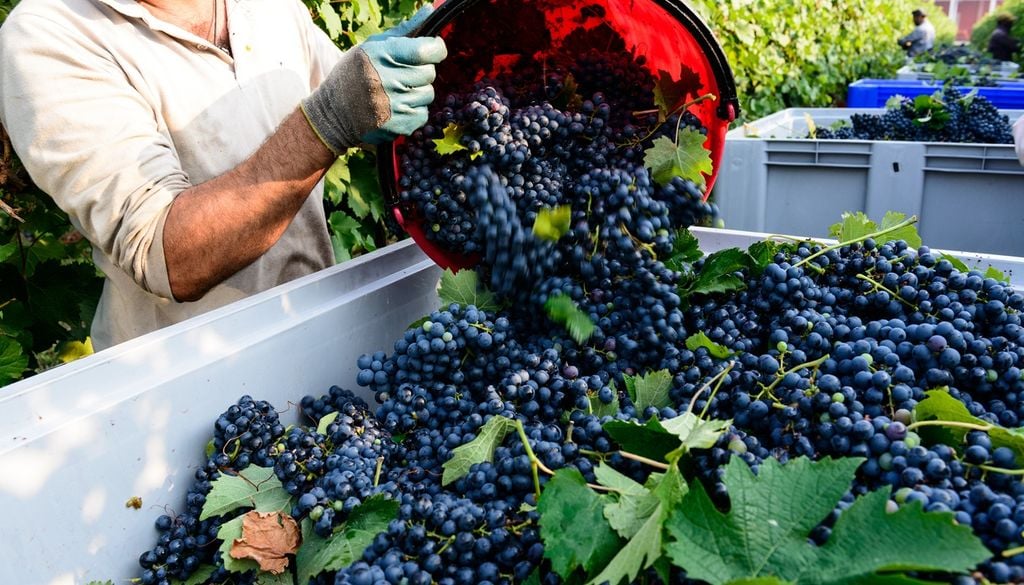 vendemmia Vendemmia sempre più anticipata in Europa per gli effetti del cambiamento climatico.