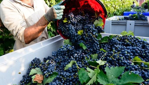 Estate caldissima, la vendemmia 2026 anticipata di settimane in Italia, Francia e Spagna