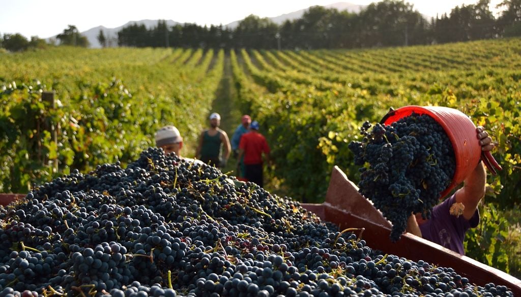 vendemmia italia La vendemmia è sempre più anticipata anche in Spagna e Francia.