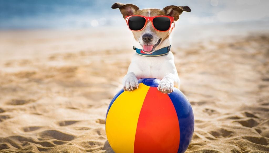 I cani possono andare tranquillamente al mare, ma con qualche accorgimento per proteggerli dal caldo