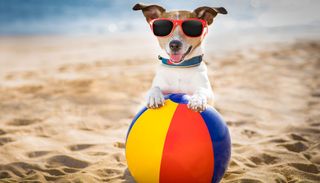 Estate felice per il tuo cane: consigli contro caldo e afa per il benessere degli amici a quattro zampe