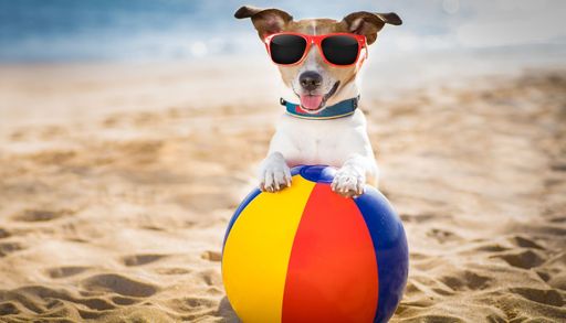 Estate felice per il tuo cane: consigli contro caldo e afa per il benessere degli amici a quattro zampe