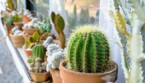 Estati sempre pi&ugrave; calde: 5 piante da tenere sul terrazzo che resistono a caldo intenso e siccit&agrave;
