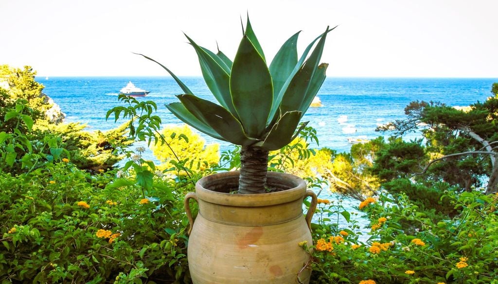 Agave